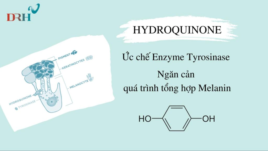 hoat-chat-hydroquinone-co-trong-kem-tron