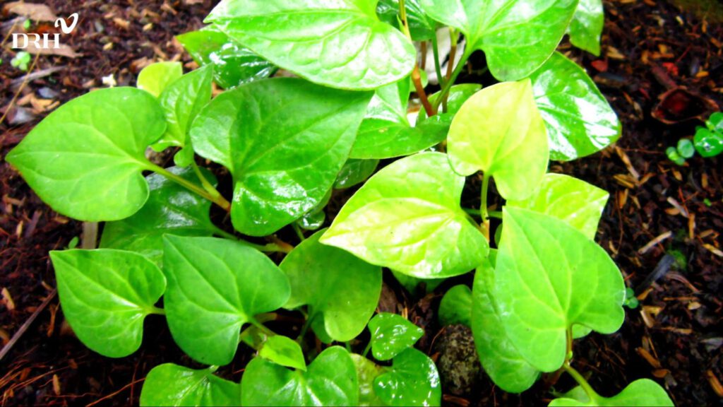 cong-dung-cua-rau-diep-ca-doi-voi-lan-da