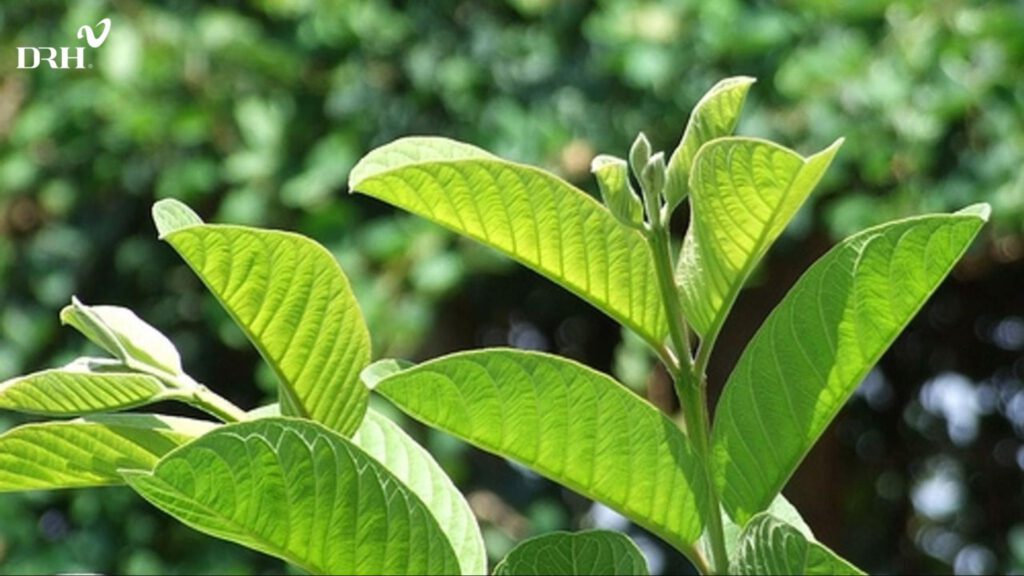 la-oi-cung-cap-nhieu-duong-chat-tot-cho-da