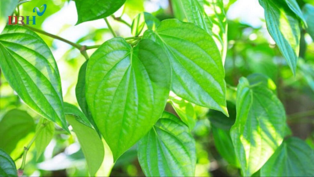 nen-lua-chon-la-trau-tuoi-tot-khong-qua-gia