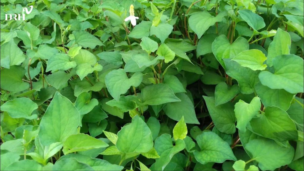 rau-diep-ca-giup-ho-tro-cai-thien-lan-da-khoe-manh