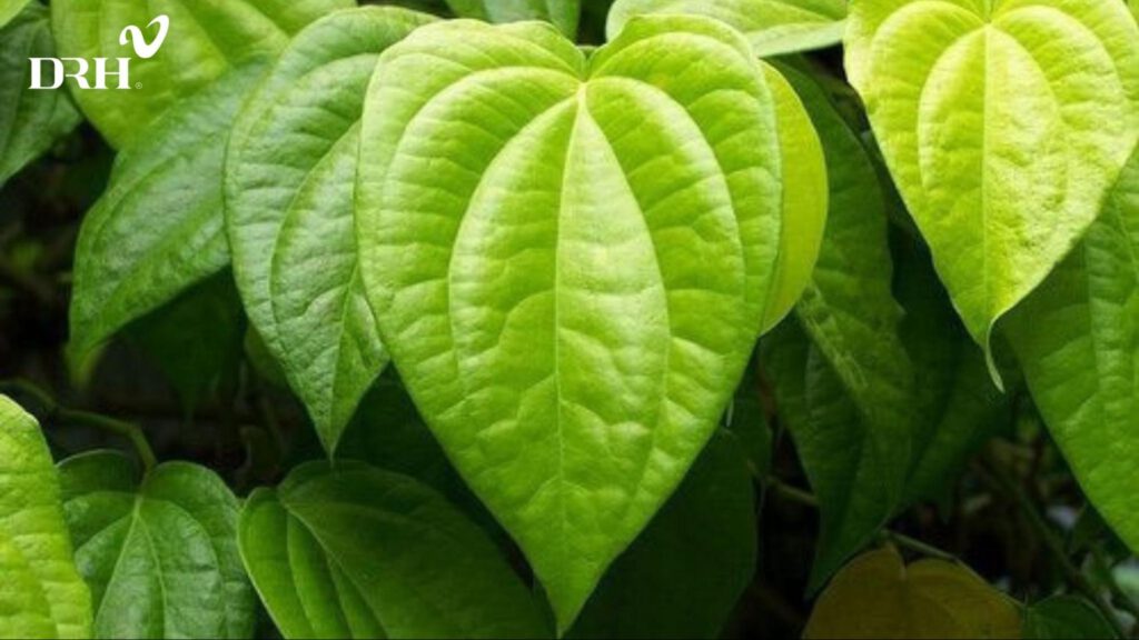 xong-mat-bang-la-trau-ho-tro-tri-nam-sau-sinh