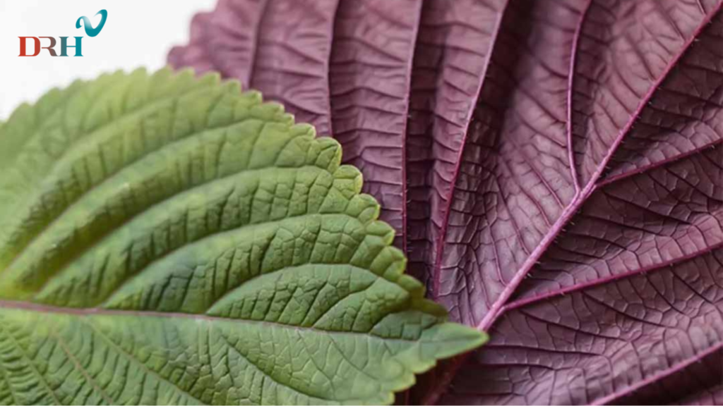 la-tia-to-co-tri-nam-duoc-khong-1